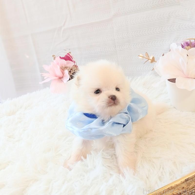 販売中の和歌山県のポメラニアン-450228の3枚目