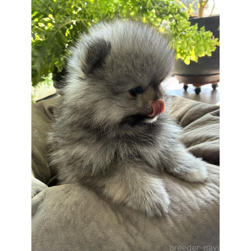 販売中の千葉県のポメラニアン-450229の3枚目