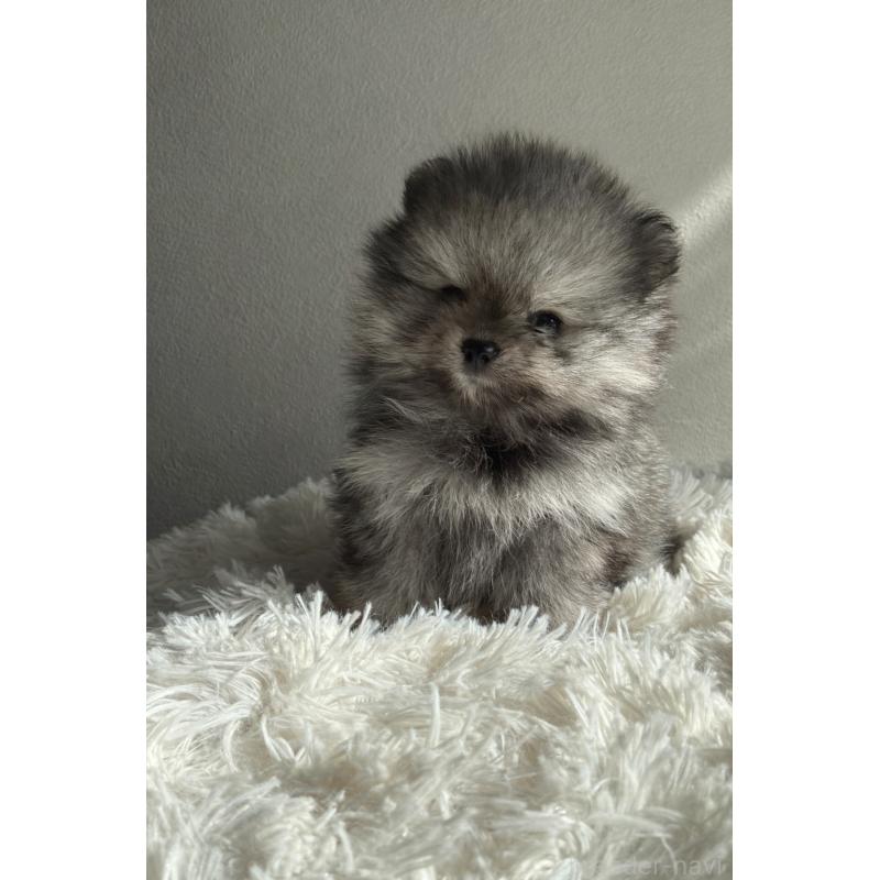 販売中の千葉県のポメラニアン-450229の2枚目