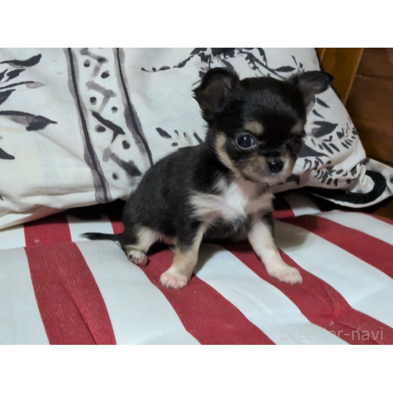 販売中の茨城県のチワワ(ロングコート)-450227の3枚目