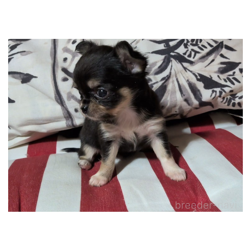 販売中の茨城県のチワワ(ロングコート)-450227の2枚目