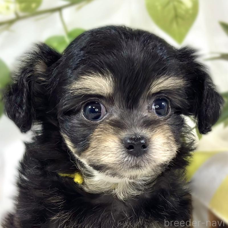 販売中の滋賀県のチワプー:チワワ×トイプードル-448713