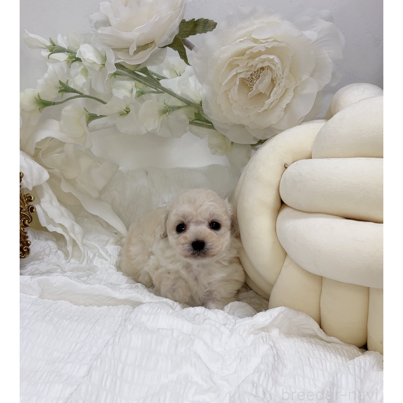 販売中の大阪府のタイニープードル-450232の4枚目