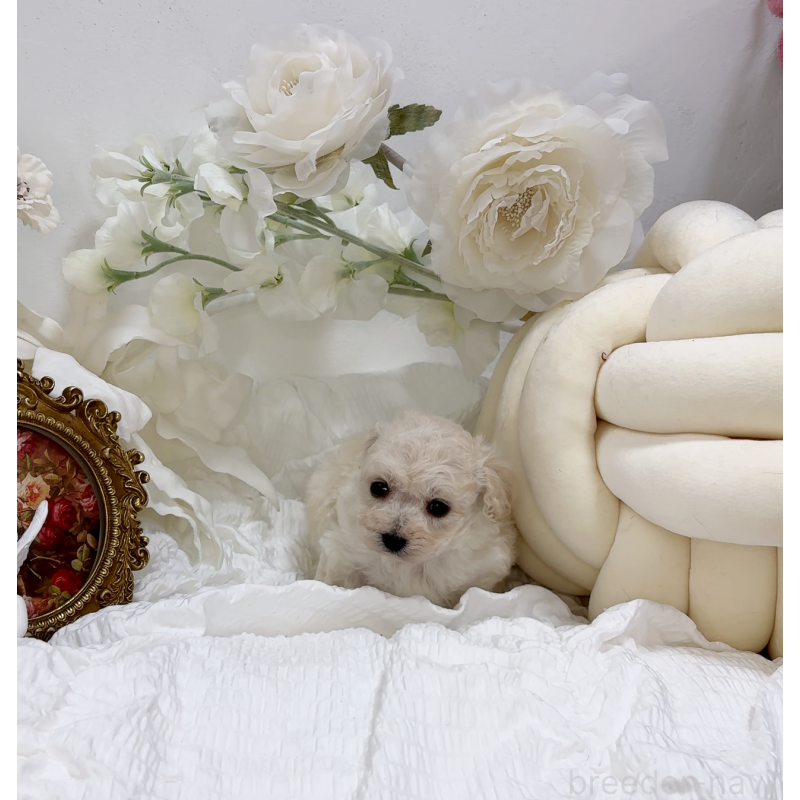 販売中の大阪府のタイニープードル-450232の3枚目