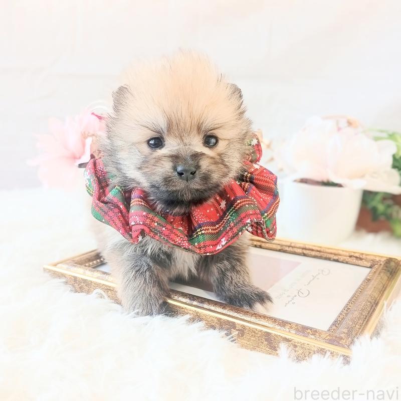販売中の和歌山県のポメラニアン-450230