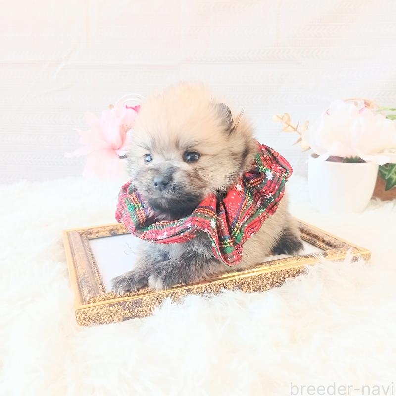 販売中の和歌山県のポメラニアン-450230の5枚目