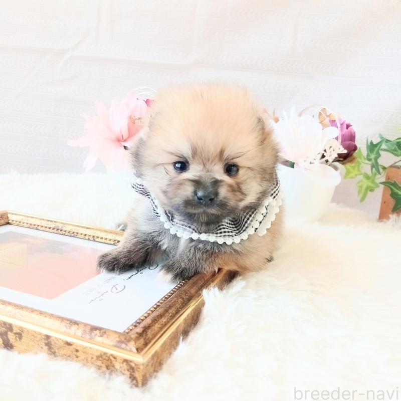 販売中の和歌山県のポメラニアン-450230の4枚目
