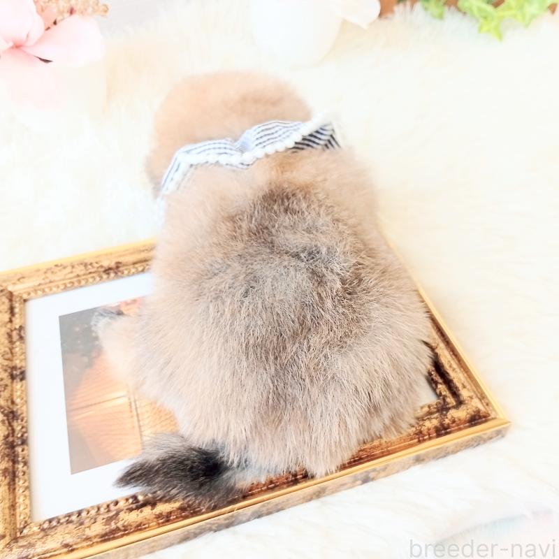 販売中の和歌山県のポメラニアン-450230の3枚目