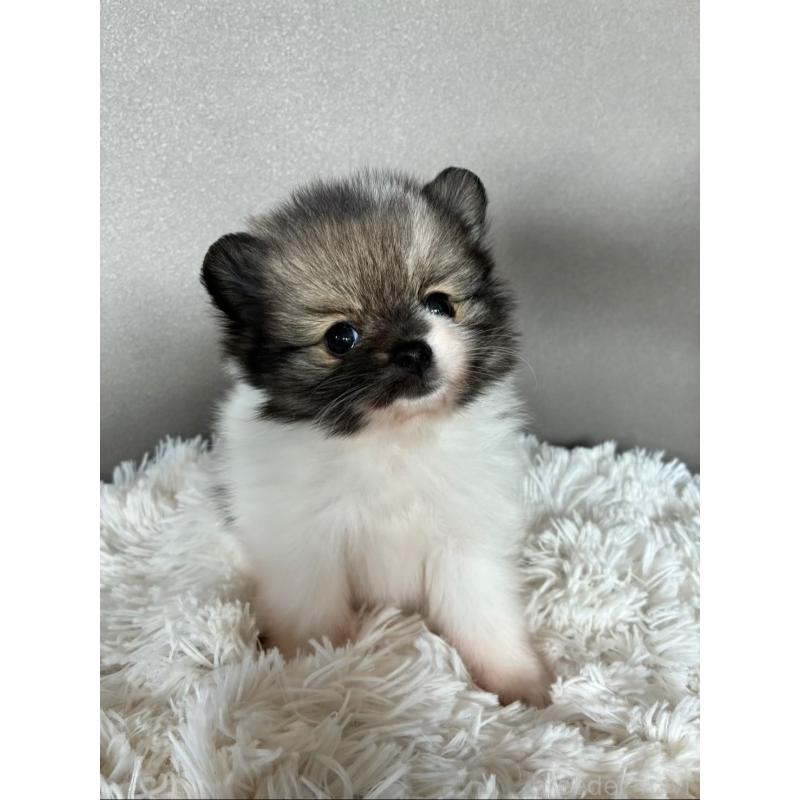 販売中の千葉県のポメラニアン-450222の2枚目