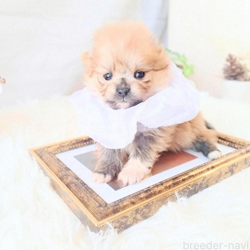 販売中の和歌山県のポメラニアン-450231