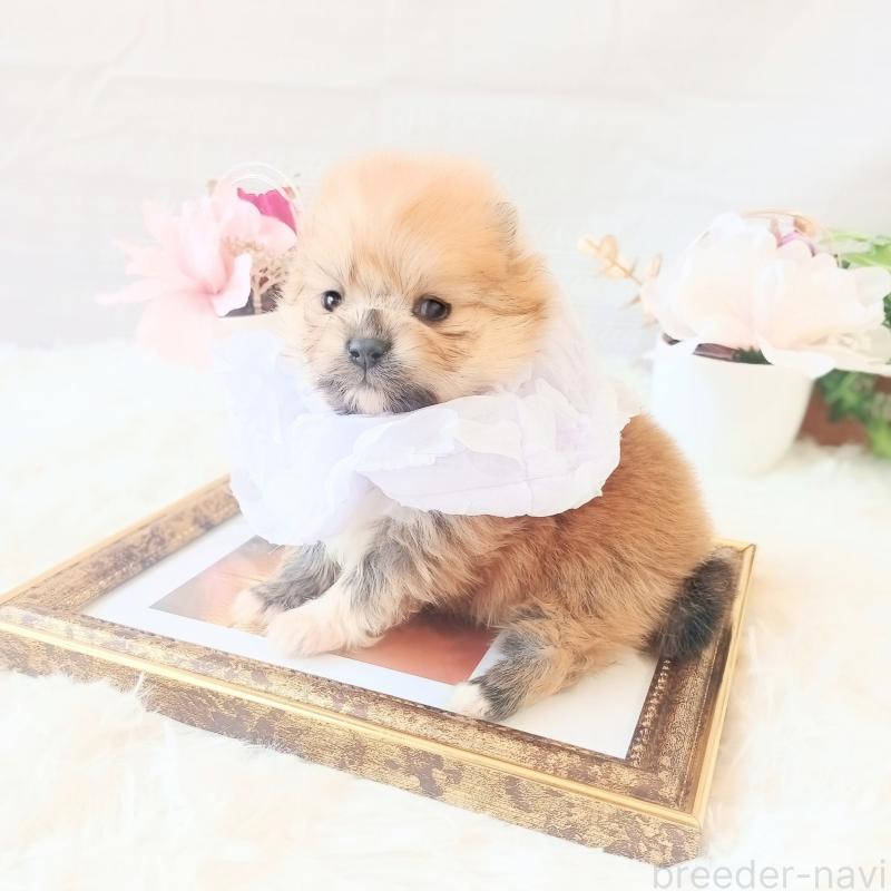 販売中の和歌山県のポメラニアン-450231の5枚目