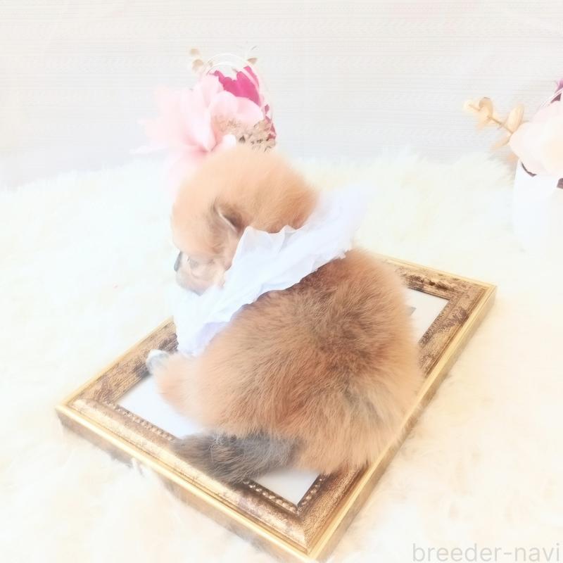 販売中の和歌山県のポメラニアン-450231の4枚目