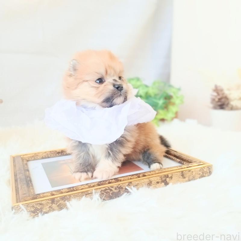 販売中の和歌山県のポメラニアン-450231の3枚目