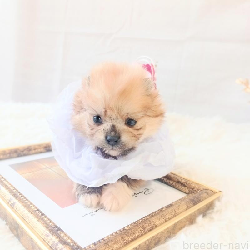 販売中の和歌山県のポメラニアン-450231の2枚目