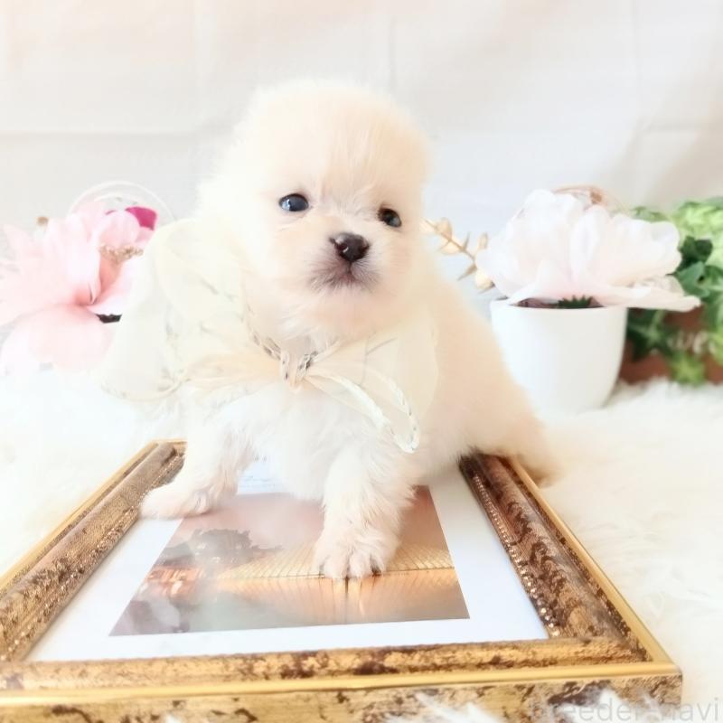 販売中の和歌山県のポメラニアン-450233