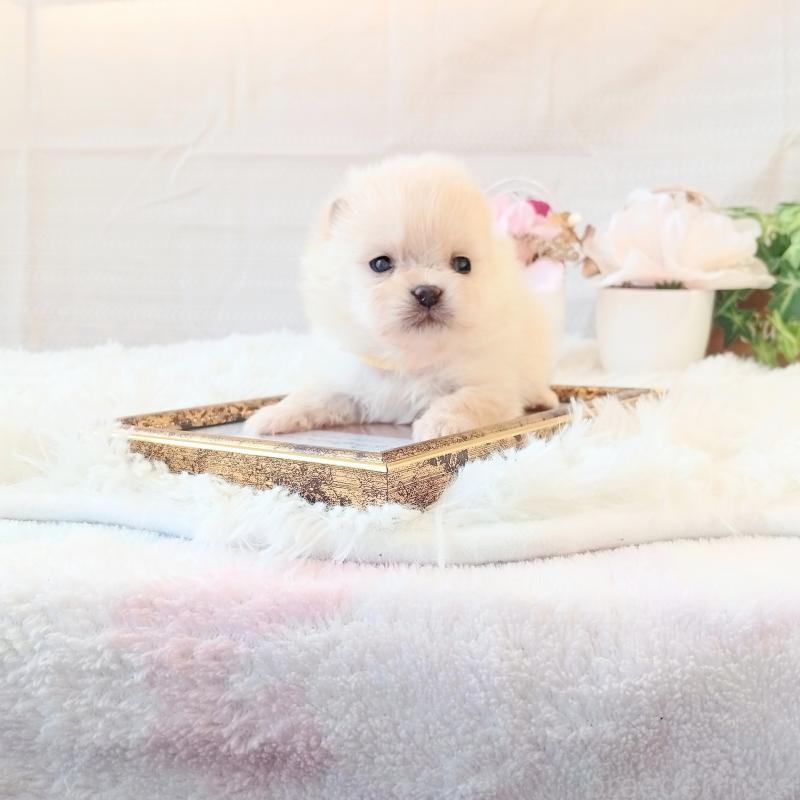 販売中の和歌山県のポメラニアン-450233の5枚目