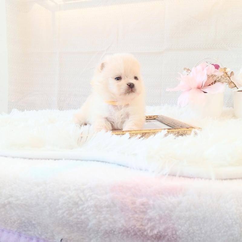 販売中の和歌山県のポメラニアン-450233の4枚目