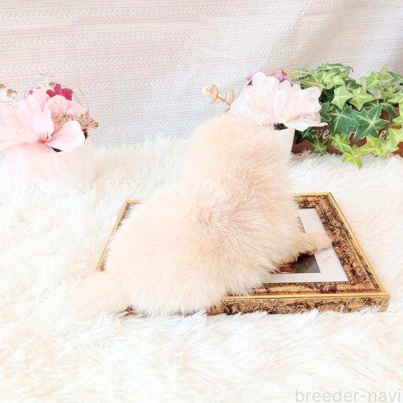 販売中の和歌山県のポメラニアン-450233の3枚目