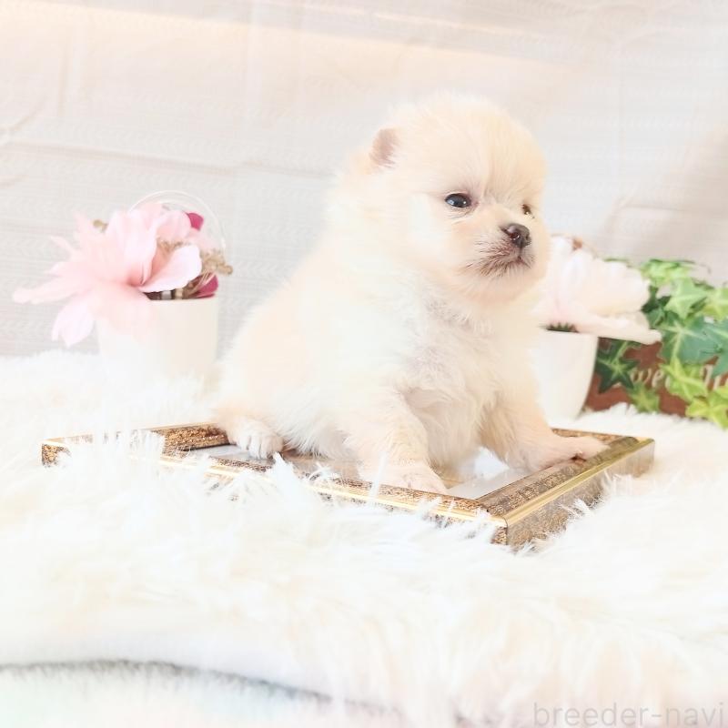 販売中の和歌山県のポメラニアン-450233の2枚目