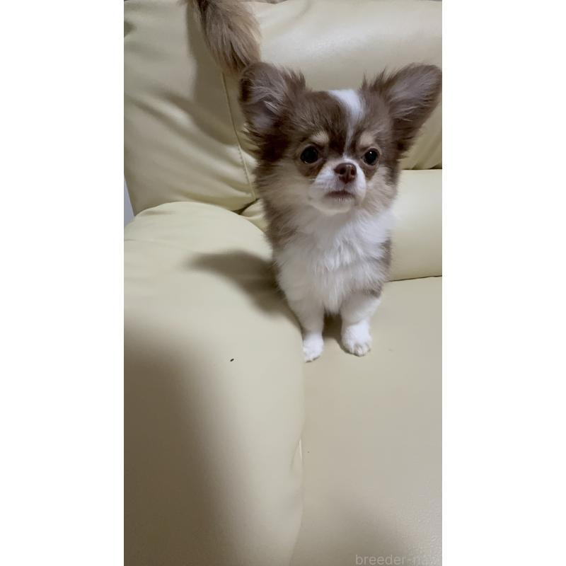 販売中の高知県のチワワ(ロングコート)-450234の8枚目