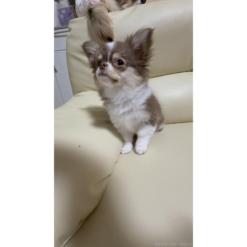 販売中の高知県のチワワ(ロングコート)-450234の7枚目