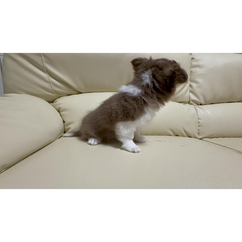 販売中の高知県のチワワ(ロングコート)-450234の4枚目