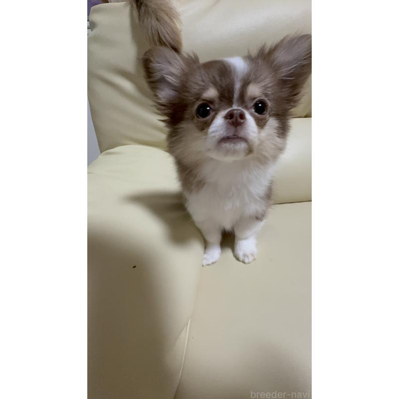 販売中の高知県のチワワ(ロングコート)-450234の2枚目