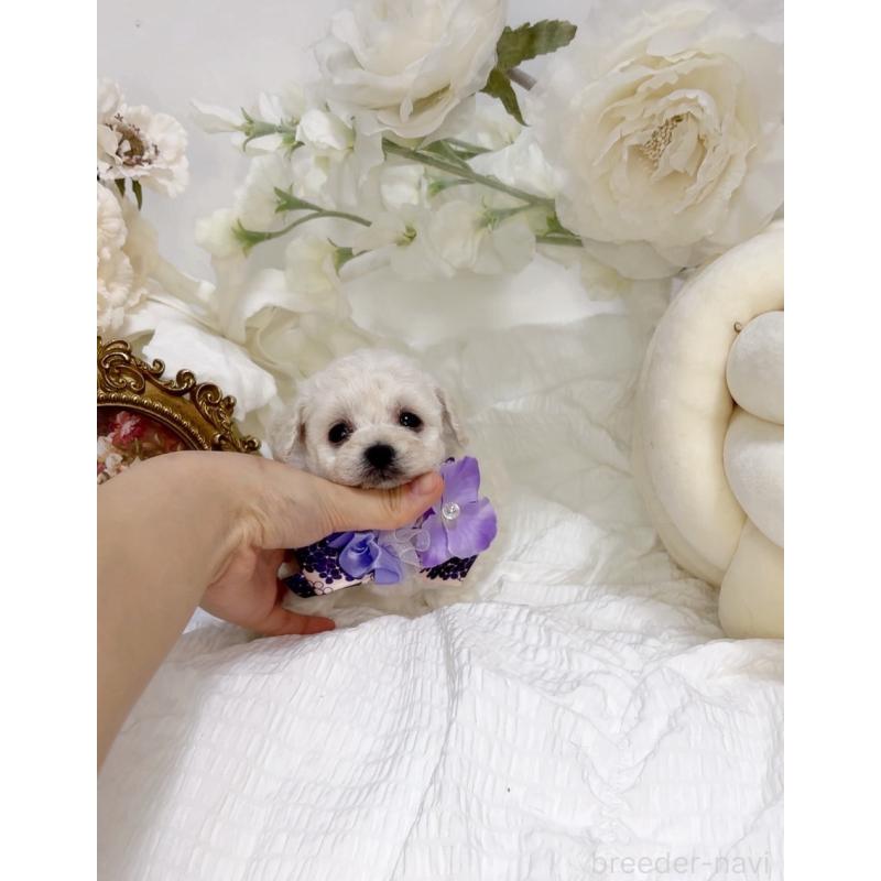 販売中の大阪府のティーカッププードル-450235の2枚目