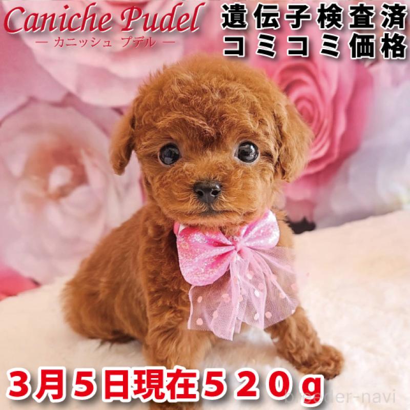 販売中の岐阜県のタイニープードル-450236の1枚目