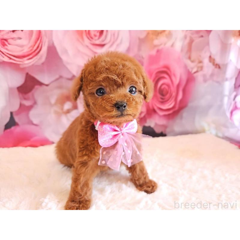 販売中の岐阜県のタイニープードル-450236の15枚目