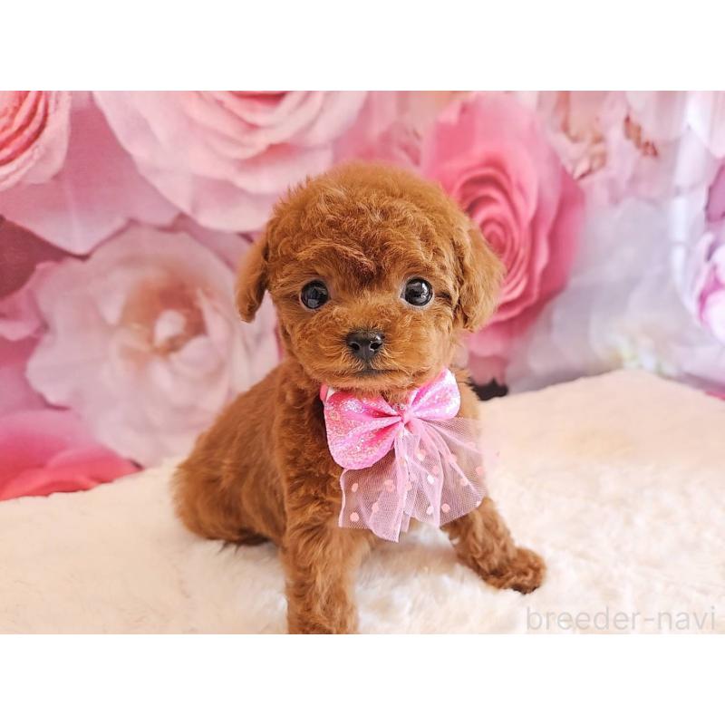 販売中の岐阜県のタイニープードル-450236の13枚目