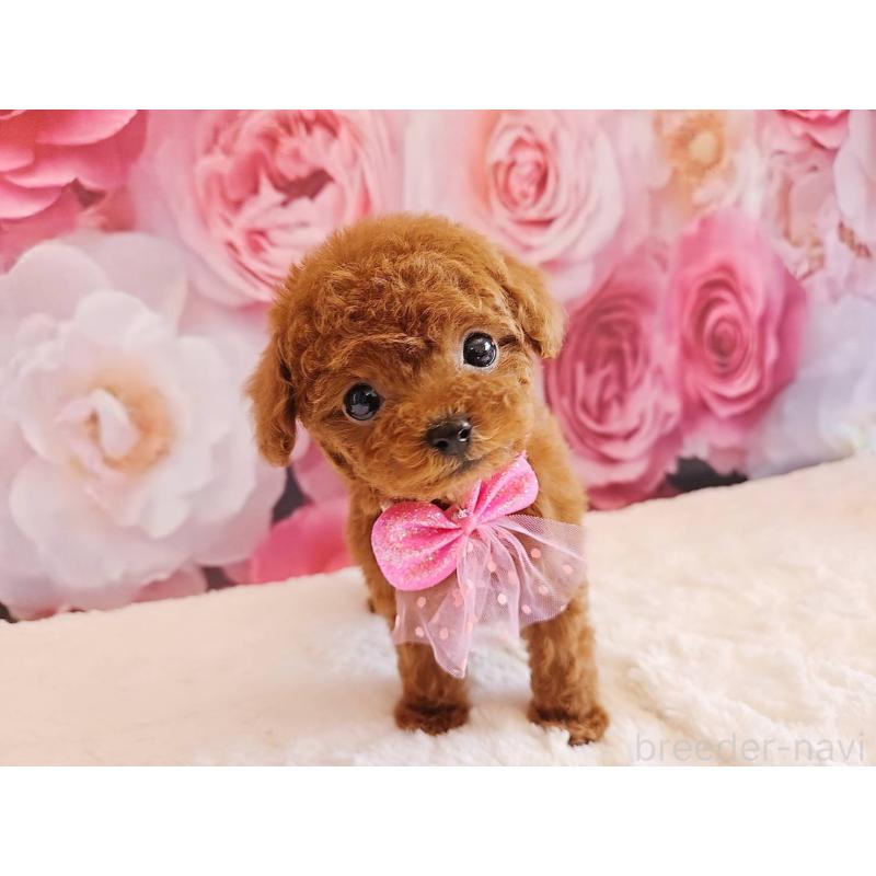 販売中の岐阜県のタイニープードル-450236の12枚目