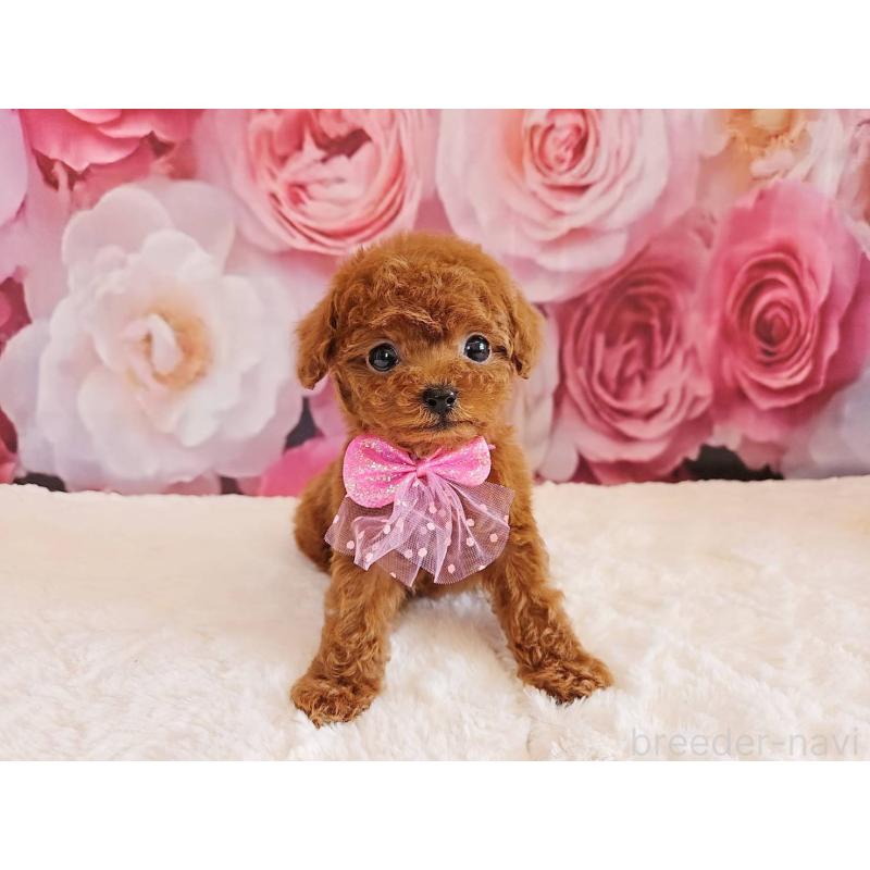 販売中の岐阜県のタイニープードル-450236の10枚目