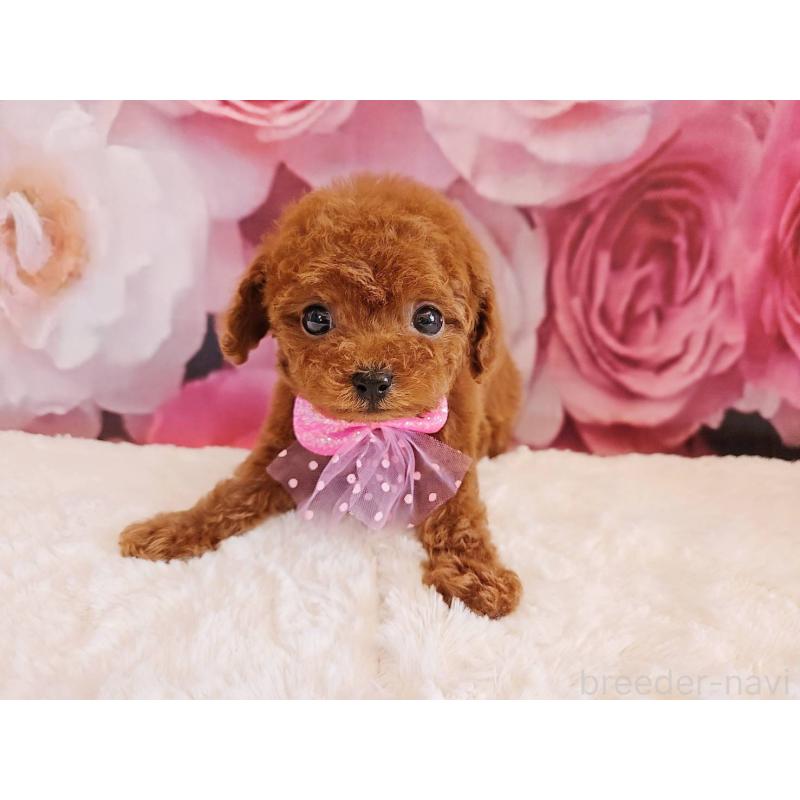 販売中の岐阜県のタイニープードル-450236の9枚目