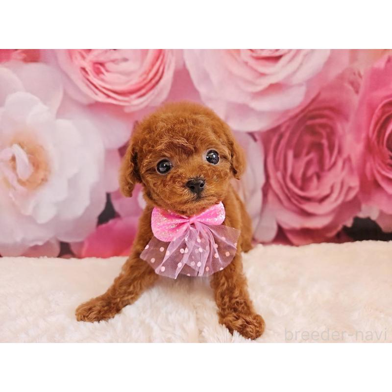 販売中の岐阜県のタイニープードル-450236の8枚目