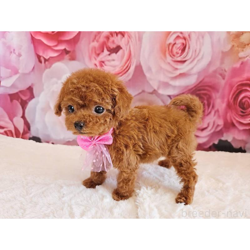 販売中の岐阜県のタイニープードル-450236の7枚目