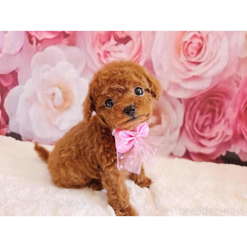 販売中の岐阜県のタイニープードル-450236の6枚目