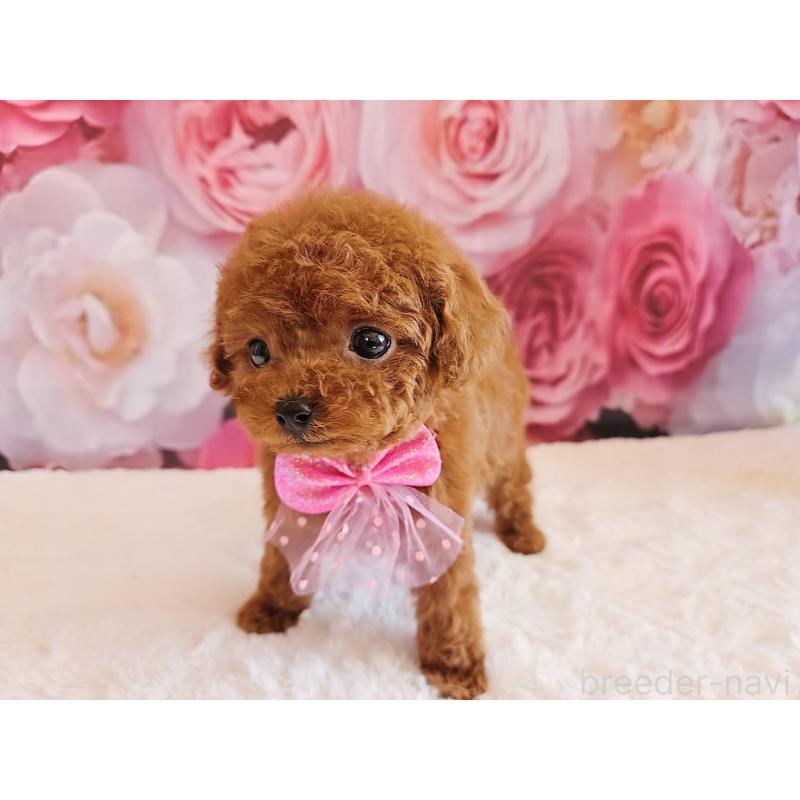 販売中の岐阜県のタイニープードル-450236の5枚目