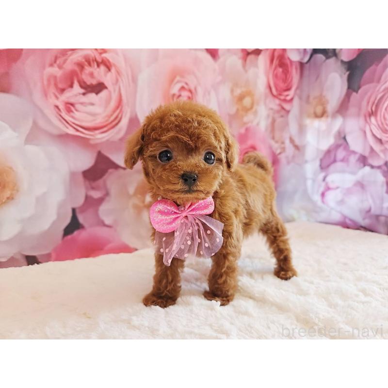 販売中の岐阜県のタイニープードル-450236の3枚目