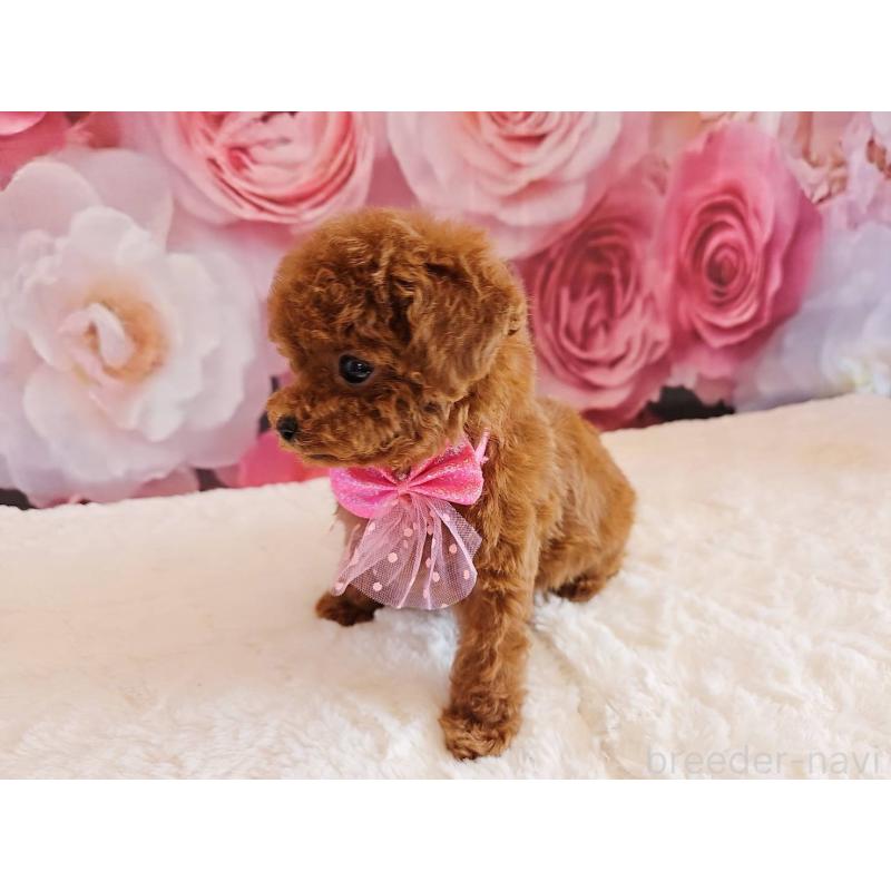 販売中の岐阜県のタイニープードル-450236の4枚目