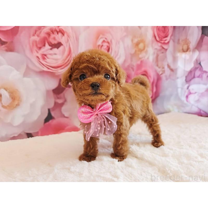 販売中の岐阜県のタイニープードル-450236の2枚目