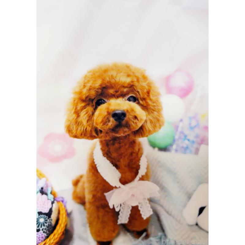 販売中の愛知県のタイニープードル-450238の2枚目