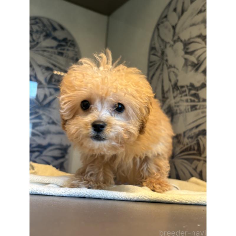 販売中の東京都のタイニープードル-450239の6枚目