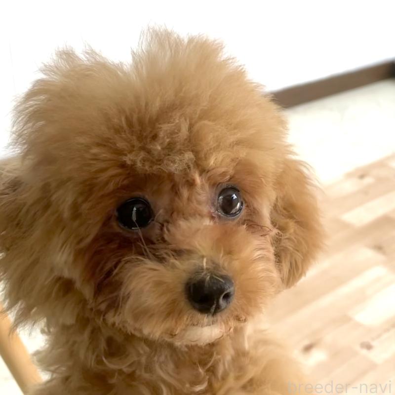 商談中の福岡県のタイニープードル-442884