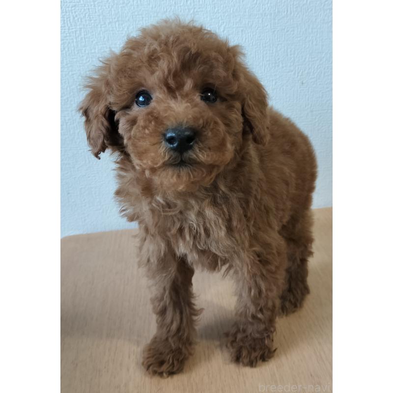 販売中の岐阜県のミニチュアプードル-450004