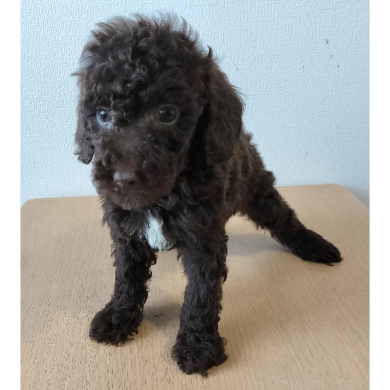 販売中の岐阜県のミニチュアプードル-450006の1枚目