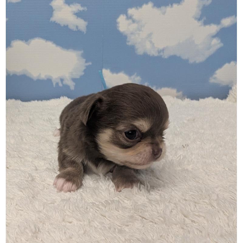 販売中の岐阜県のチワワ(ロングコート)-450007