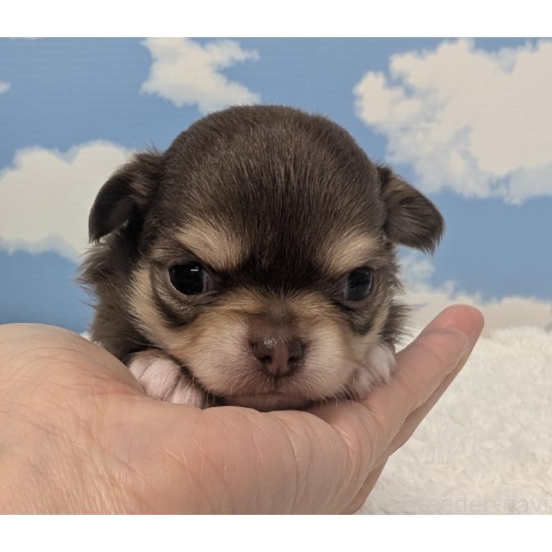 販売中の岐阜県のチワワ(ロングコート)-450007の5枚目