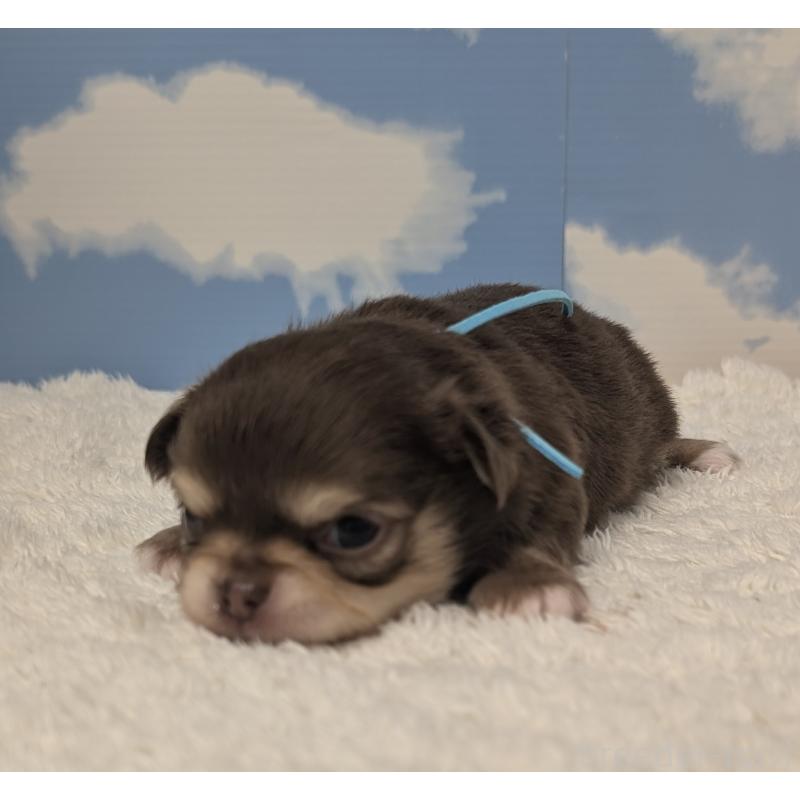 販売中の岐阜県のチワワ(ロングコート)-450007の4枚目