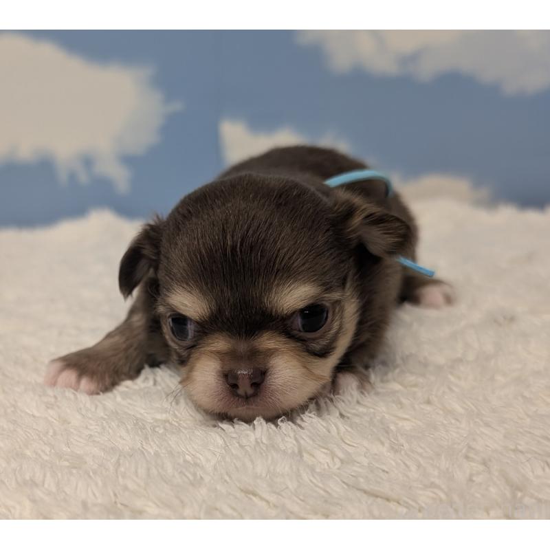 販売中の岐阜県のチワワ(ロングコート)-450007の3枚目